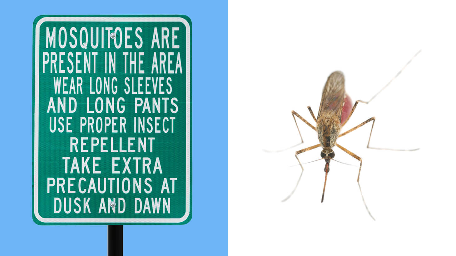 Mosquito warning sign and mosquito